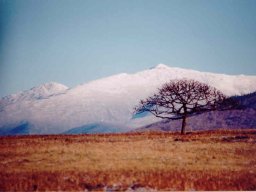 TheTree